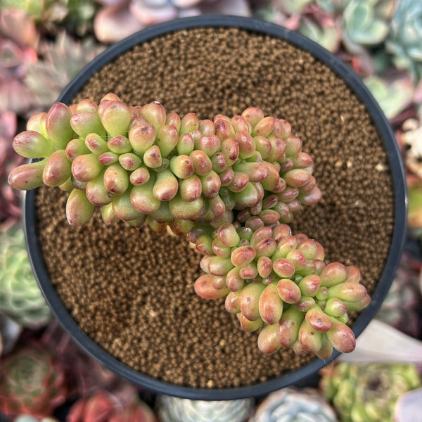 Sedum 'Lucidum Obesum' Crested 4" Succulent Plant