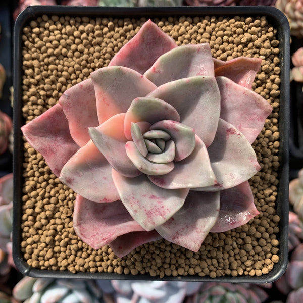 Graptopetalum 'Bainesii' Variegated 4" Succulent Plant