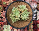 Echeveria 'Citrina' Cluster (With Crested Head) 4" Succulent Plant