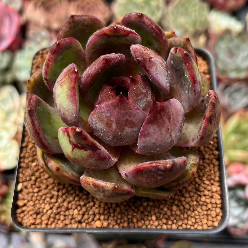 Echeveria 'Apothic Red' 2"-3" Air Magic Hybrid Succulent Plant