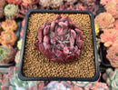 Echeveria Agavoides 'Vivace' 1" Succulent Plant