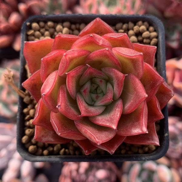 Echeveria Agavoides sp. 2" Succulent Plant