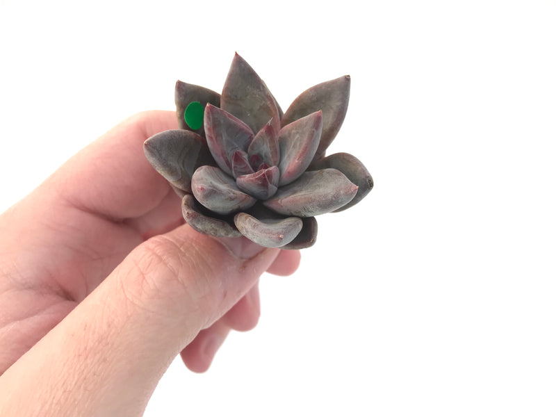 Echeveria Agavoides 'Tremolo' 1" New Hybrid Small Succulent Plant