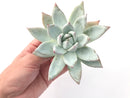 Echeveria 'Colorata' 5" Powdery Succulent Plant