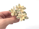 Graptoveria 'TItubans' Cluster Variegated 3" Succulent Plant