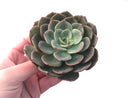 Echeveria 'Mongsili' 4" Succulent Plant