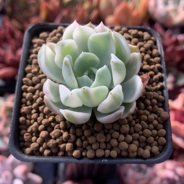 Echeveria 'Angel In Us' Variegated 1"-2" Small Succulent Plant