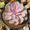Echeveria 'Perle von Nurnberg' Variegated 3"-4" Succulent Plant
