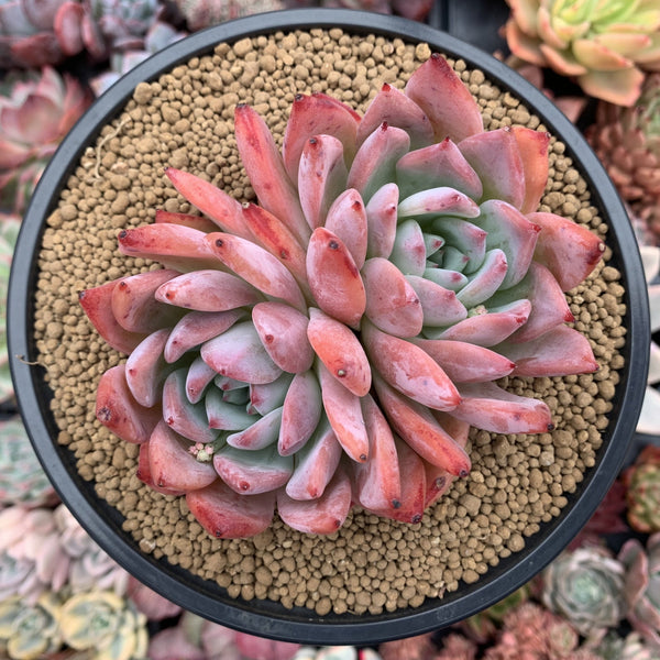 Echeveria 'Colorata Brandtii' 4"-5" *Seperated Cluster* Succulent Plant