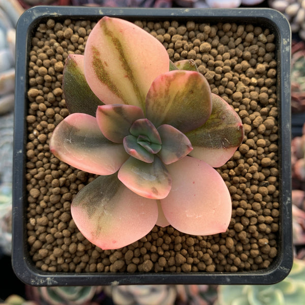 Echeveria 'Hanaikada' Variegated 2" Succulent Plant