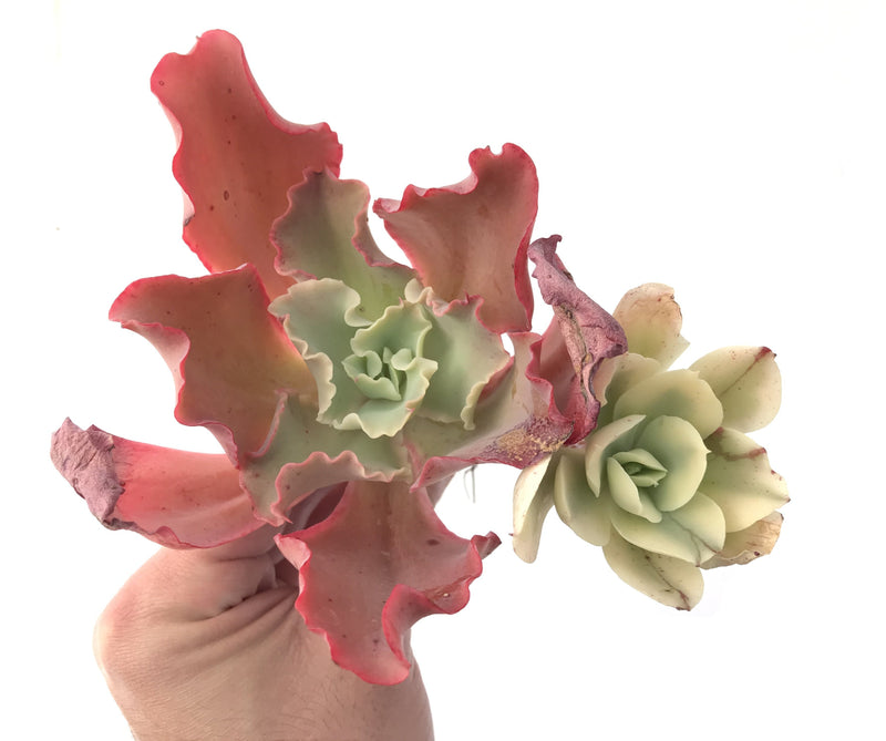 Echeveria 'Japan Moon River' Variegated Cluster 6" Succulent Plant