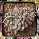 Echeveria 'Moiré' 3-4" Succulent Plant