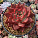 Echeveria Agavoides 'Amestro' 6" Specimen Succulent Plant