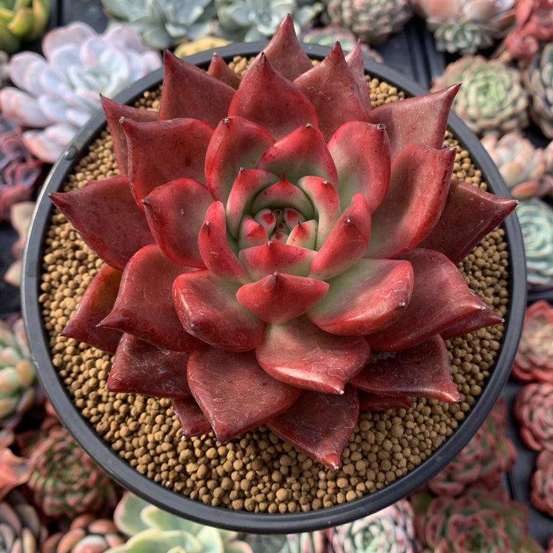 Echeveria Agavoides 'Amestro' 6" Specimen Succulent Plant