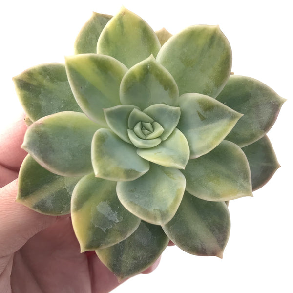 Echeveria 'Harry Watson' Variegated 3"-4" Succulent Plant