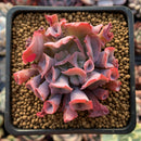 Echeveria 'Trumpet Pinky' 2"-3" Succulent Plant