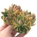 Echeveria Agavoides 'Discovery' Hybrid 6"-7" Cluster Succulent Plant