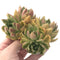 Echeveria Agavoides 'Discovery' Hybrid 6"-7" Cluster Succulent Plant