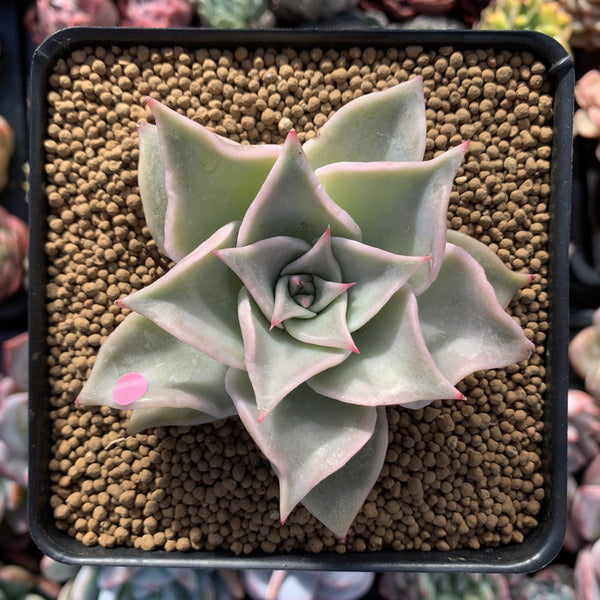 Echeveria 'Madiba' 2"-3" Succulent Plant