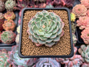 Echeveria 'Chocotop' New Hybrid 2" Succulent Plant