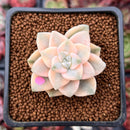 Graptoveria 'Titubans' Variegated 1” Succulent Plant