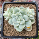 Sedum 'Clavatum' Variegated 2"-3" Succulent Plant