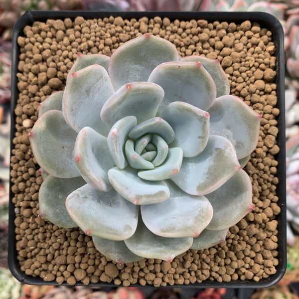 Echeveria 'Lehman' 2"Powdery Succulent Plant