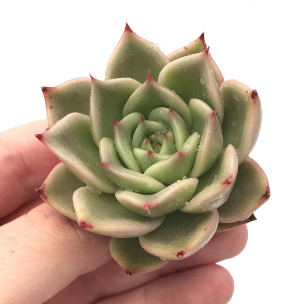 Echeveria Agavoides 'Padme' 2"-3" Succulent Plant