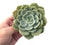 Echeveria 'Snow Shower' 5" Large Succulent Plant