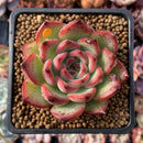 Echeveria Agavoides 'Fire Pillar' 2"-3" Succulent Plant