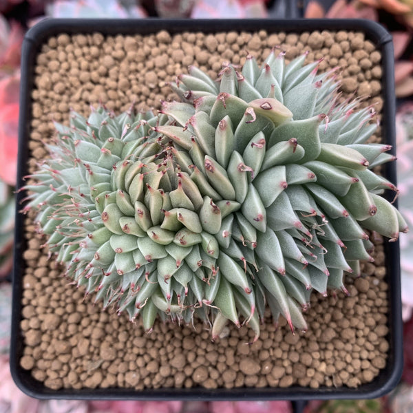 Graptoveria 'Silver Star' 4" Cluster Succulent Plant