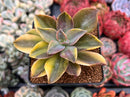 Graptoveria 'Fred Ives' Variegated 3" Succulent Plant