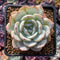 Echeveria 'Laui' Hybrid 2" Succulent Plant