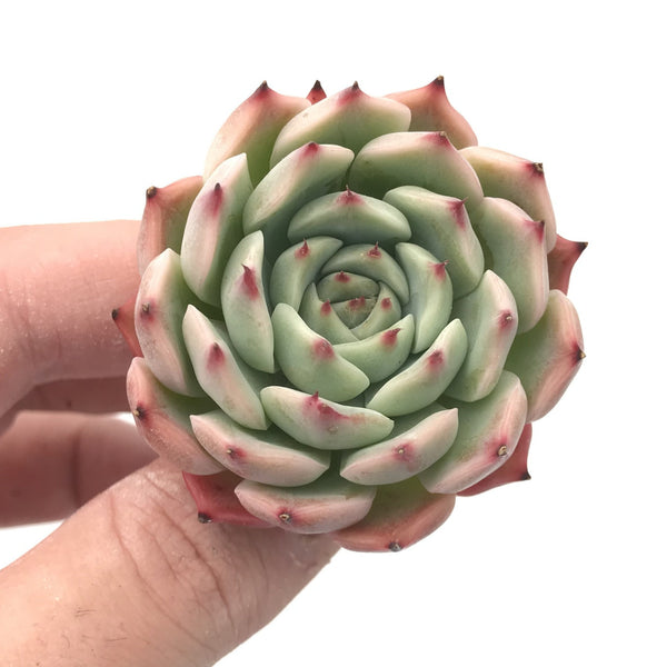 Echeveria sp. 1" Rare Succulent Plant