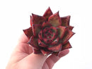 Echeveria Agavoides Mundy 3” Rare Succulent Plant