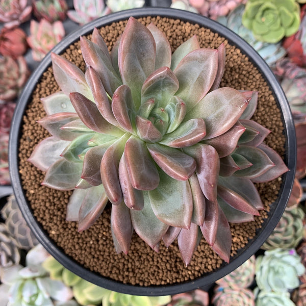 Echeveria 'Baekya' Triple Head 4"-5" Succulent Plant