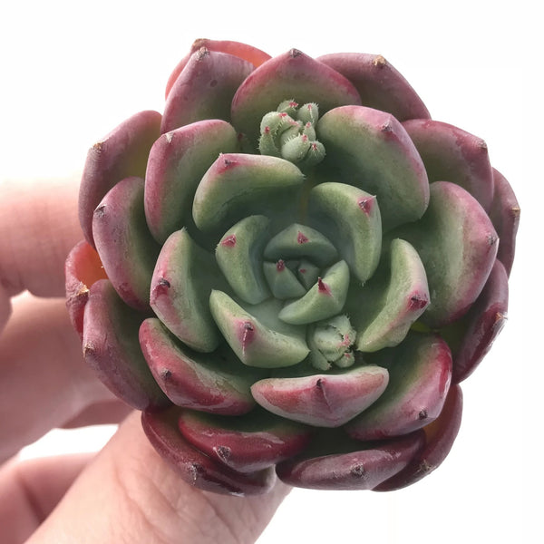 Echeveria ‘Apple Pie’ 2” Rare Succulent Plant