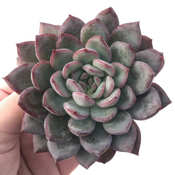 Echeveria sp. 3"-4" Powdery Succulent Plant