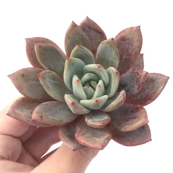 Echeveria Agavoides 'Baekya' 3"-4" Succulent Plant