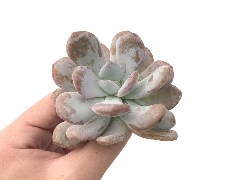 Echeveria 'Amarilli' 2"-3" New Powdery Hybrid Rare Succulent Plant