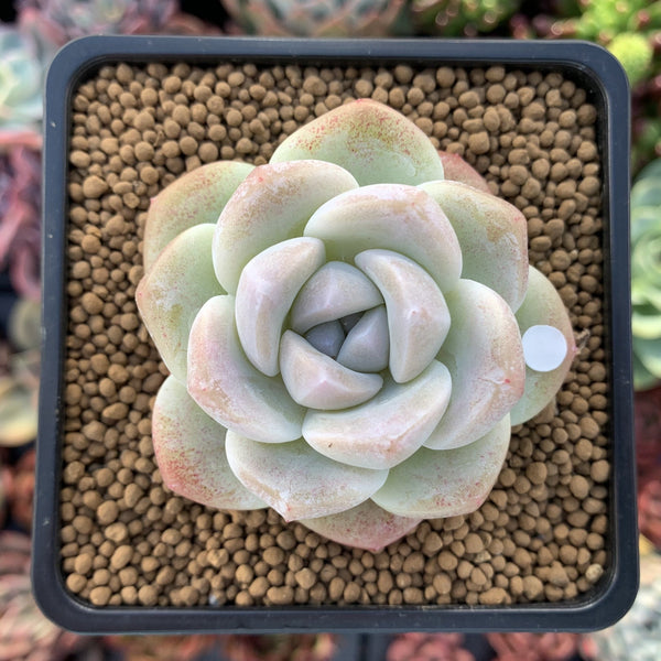 Echeveria 'Icy Green' 1" Powdery Succulent Plant