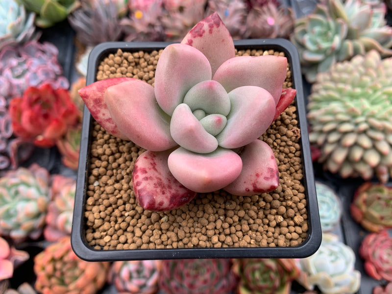 Graptoveria 'Ruby Donna' 3" Succulent Plant