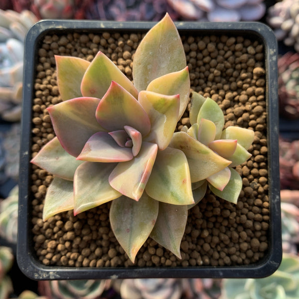 Graptoveria 'Huthspink' Variegated 2"-3" Succulent Plant