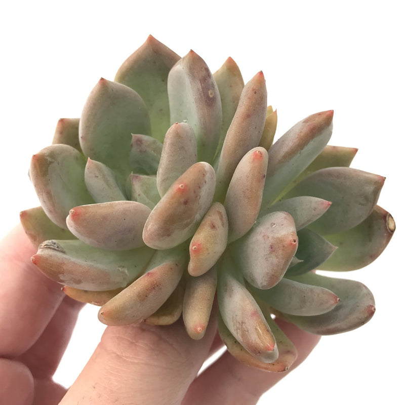 Echeveria 'Zenith' Cluster 4" Rare Succulent Plant