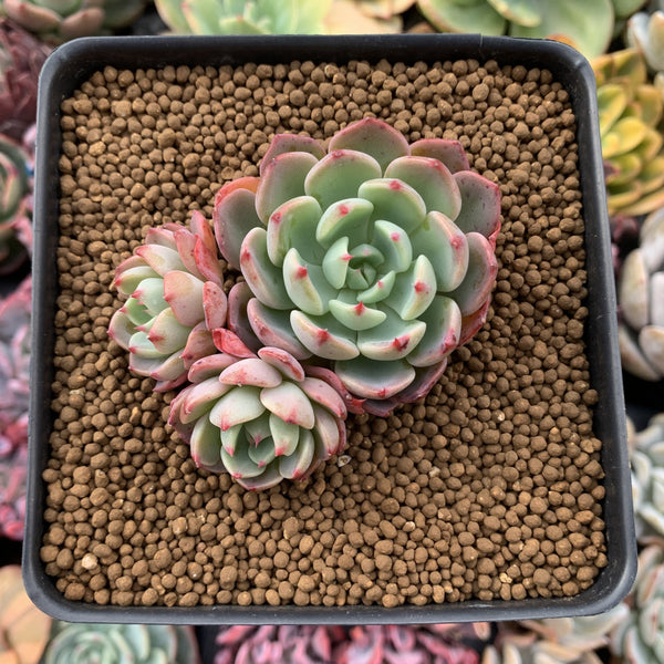 Echeveria 'Nanahukumini' 3" Cluster Succulent Plant