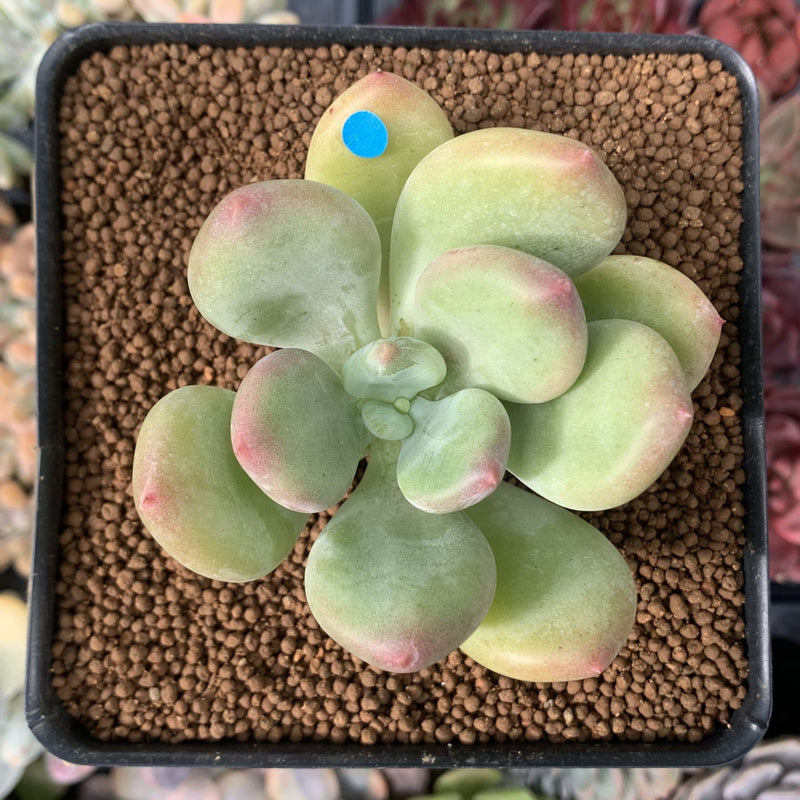 Pachyphytum 'Doctor Cornelius' 2" Succulent Plant