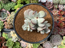 Cotyledon 'Orbiculata' 3"-4" Succulent Plant