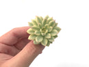 Echeveria 'Mebina' Variegated 1" Succulent Plant