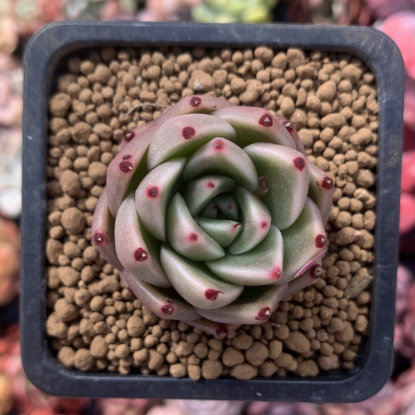 Echeveria Agavoides 'Kobane' 1" Succulent Plant