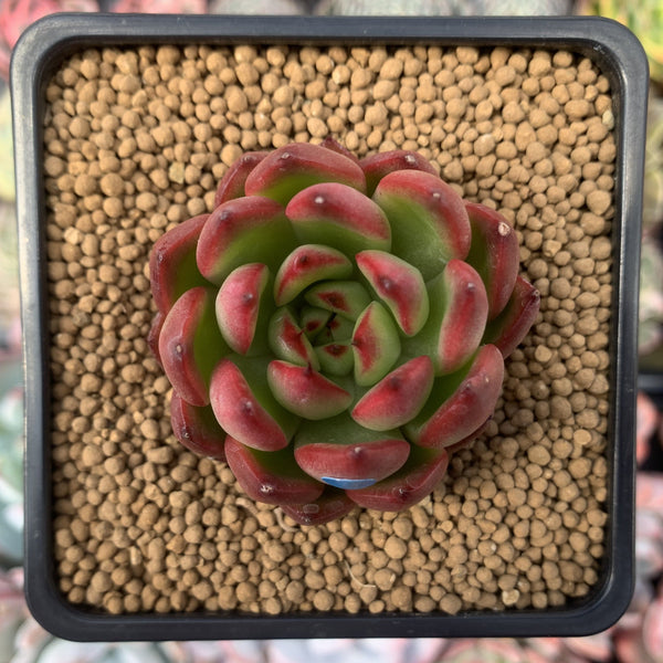 Echeveria Agavoides sp. 3" Succulent Plant